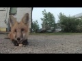 Cute Red Fox Enjoys a Dog Biscuit