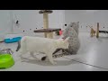 🐶 So Funny! Funniest Cats and Dogs 🐱 Best Funny Video Compilation 😆