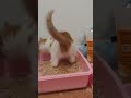 kittens using litter box