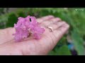 Beautiful Flowering plant -pride of India plant care// How to Grow and care//सावनी पौधे की देखभाल