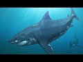 Why wasn't the Megalodon as strong as the Livyatan?