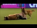 Crufts 2017 Lusy & Deril - heelwork to music international freestyle - Military