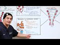 Embryology | Development of Pharyngeal Apparatus