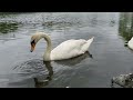 Лебеді на річці/ Swans on the river