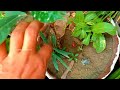 Hit Tolerant Plant.Cutting of Jatropha Plant 's With 100 % successful.Grow Jatropha Plant
