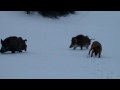 Dog Tosa Inu and Wild Boars