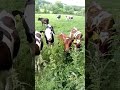 Baby cows lol