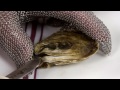 How to Shuck an Oyster: The Right Way!