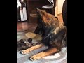 Mother's love ❤️ german shepherd