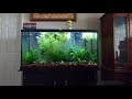 Guppy fish tank time-lapse