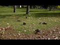 BEST Video for Cats to Watch Squirrels,Bunnies,Pigeons, Birds,