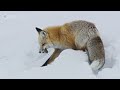 Fox Hunts Prey Deep Under Snow