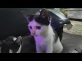 ANAK KUCING LUCU | CUTE KITTEN PLAYING