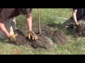 Keep Indianapolis Beautiful Shows You How To Properly Plant A Tree