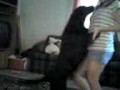 Dakota The Dancing Dog!