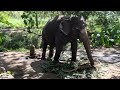Punnathur Anakotta || Elephant fort , Guruvayur ,Thrissur || ആനകോട്ട ഗുരുവായൂർ. MUST VISIT !