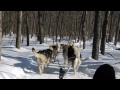 Dog Sledding In Montebello Quebec