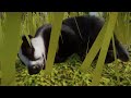 European Badger | Ep11 | Seven Continents Zoo | Planet Zoo Sandbox