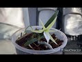 Angraecum elephantium Species Profile