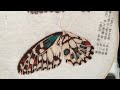 Hand Embroidery Butterfly Brooch-D