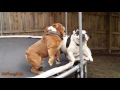 Dogs Who Love Trampolines