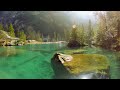 Forest 4K • Nature Relaxation Film • Peaceful Relaxing Music • 4k Video UltraHD