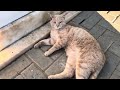 Cemetery cats in Swakopmund