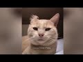 😂 Cute and funny animals video compilation 🙀🙀 Funniest Catss 🤣😘