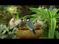 8 Hours Best For Cats: Mesmerizing Bird Videos Tailored For Curious Cats - Videos For Cats