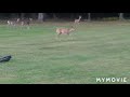 Deer Me
