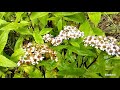 Valley of flowers trek (Uttarakhand)