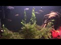 45 gallon tetra community tank