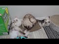 Fast growing kittens' vlog