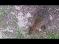 Quokka Sniff