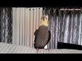 Monty The Naughty Cockatiel singing. The cutest song you have ever heard. #monty #viral