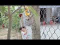 Bim monkey climbs to pick fruit@monkey_bim