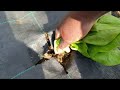 How To Grow Spinach From Seed To Harvest.