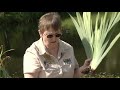 Louisiana Irises (Part 1)