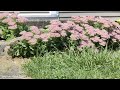 IRL | Touching grass and watching bees!!!!