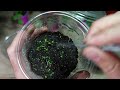 🍓 How to grow Strawberries Plants ➤ from Bought Strawberries 👉 3 Methods