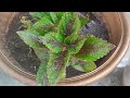 #terracegarden #gardening #viral # Aise Bachaye Garmi Mein plants ko