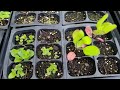 How to Winter Sow Seeds - A Complete Tutorial Guide