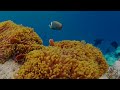 Ocean 4K - Beautiful Coral Reef Fish in Aquarium, Sea Animals for Relaxation (4K Video Ultra HD) #44