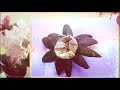 Earth Stars - Blossomed and Bloomed 1080p