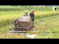 2-metre ‘giant rice’ twice as tall as other varieties nearly ready for first harvest in China