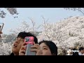 2024 BEST CHERRY BLOSSOMS  FESTIVAL 🌸 SEOUL  GRAND PARK,..KOREA 🇰🇷