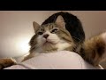 노르웨이숲 고양이가 개냥이인 이유? (어깨냥.무릎냥.) How Norwegian Forest Cat Shows Love!