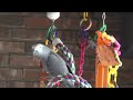 Einstein the Talking Texan Parrot has a lot to talk about!