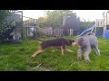 Dogs Truffel (poodle) and Lilo (kelpie) playing in the garden!