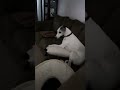 My dog Bolt vs My Dad